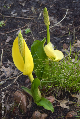 Amerikanischer Stinktierkohl
