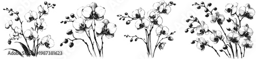 Line art sketch drawing of four orchids clusters of blossoms and buds on slender stems with some leaves at the base. Fine linework and shading emphasize the delicate structure vector svg