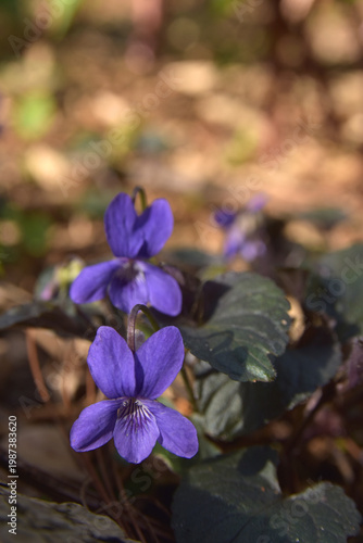 Duftveilchen (Viola odorata)