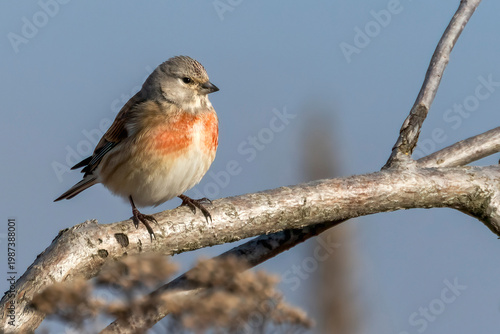 Foto Eurasian linnet