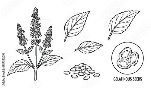 Chia plant botanical elements collection with flowering stalk leaves and microscopic gelatinous seeds