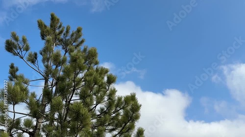 Pine tree against blue sky with clouds.