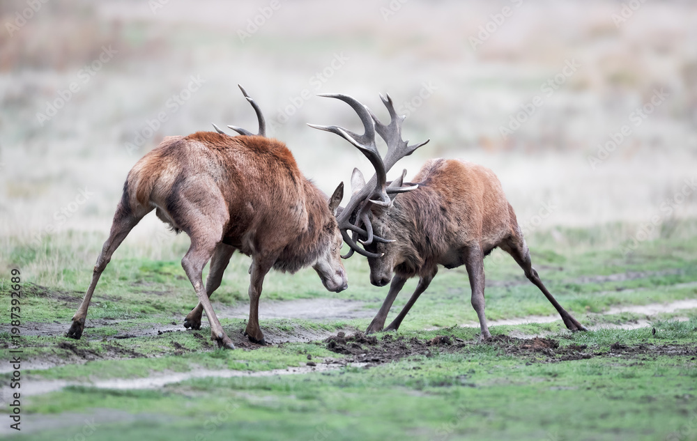 Naklejka premium Two red deer stags fighting during rut in autumn