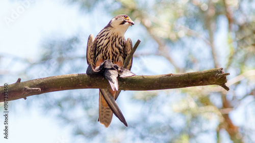 red tailed hawk
