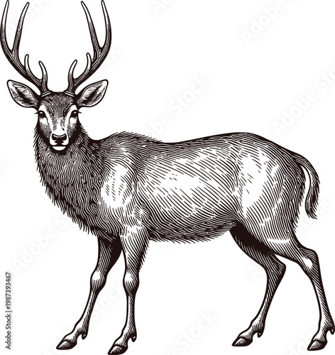 A deer with large antlers standing still