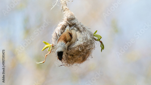 close up of a nest