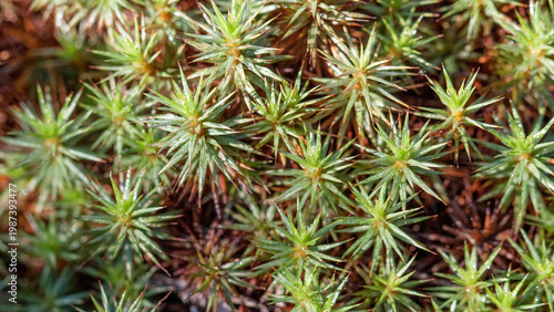 close up of pine needles