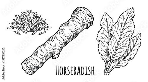 Horseradish plant botanical illustration featuring fresh root whole leaves and shredded spicy pieces