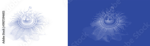 Detailed passion flower cyanotype botanical sunprint vector art for elegant blue vintage nature designs