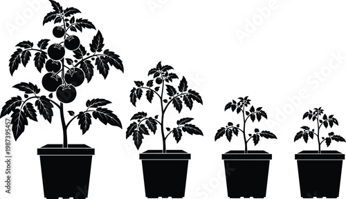 Tomato plant growth stages in pots, home gardening concept, organic vegetable cultivation, plant development progression, urban farming, agriculture lifecycle vector illustration