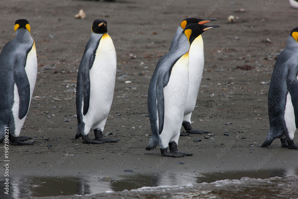 Fototapeta premium South Georgia king penguin on a cloudy winter day.