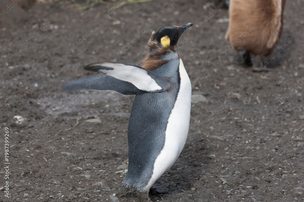 Fototapeta premium South Georgia king penguin on a cloudy winter day.