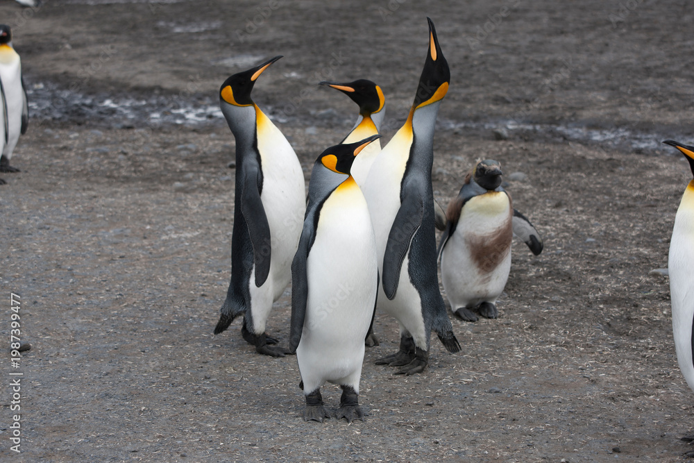 Fototapeta premium South Georgia king penguin on a cloudy winter day.
