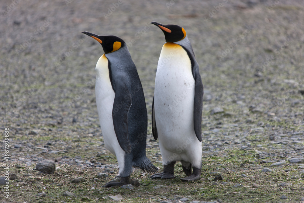 Fototapeta premium South Georgia king penguin on a cloudy winter day.