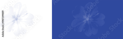 Cherry blossom cyanotype vector for spring festival banner and oriental home decor