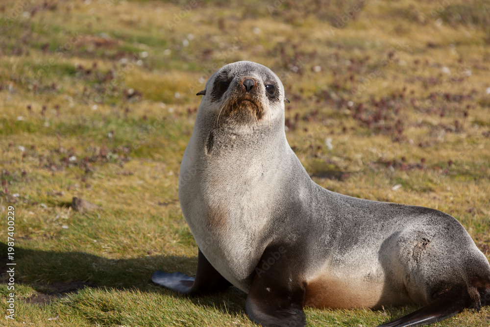 Fototapeta premium South Georgia sea lion on a cloudy winter day.