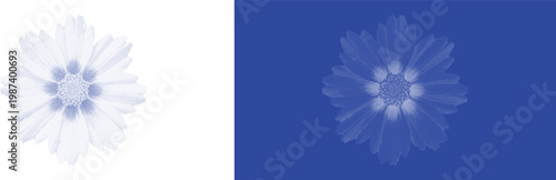 Daisy wildflower bloom cyanotype botanical blue sunprint vector for classic nature plant specimen art