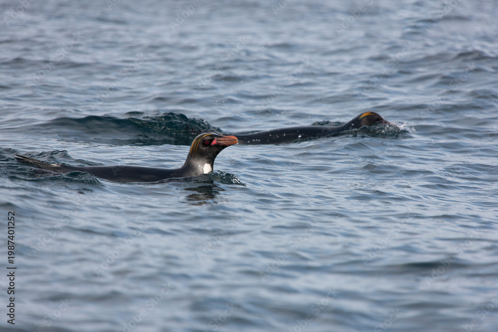 Obraz premium South Georgia macaroni penguins on a cloudy winter day.