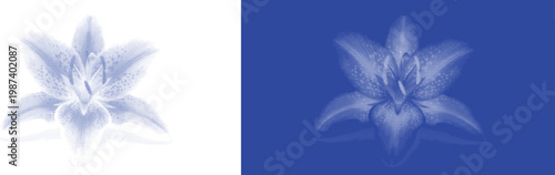 Elegant lily flower cyanotype botanical blue sunprint vector for antique nature plant specimen art