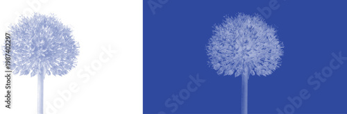 Puffball allium cyanotype vector for modern textile pattern and decorative indigo summer garden art