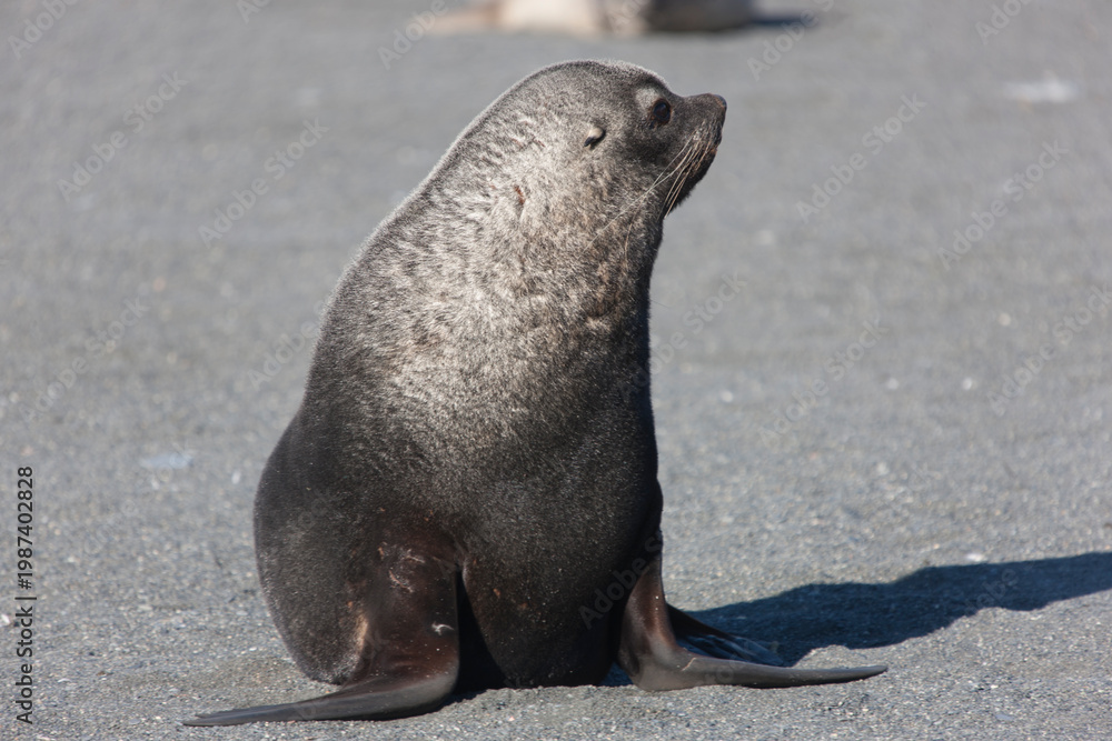 Fototapeta premium South Georgia elephant seal on a cloudy winter day.