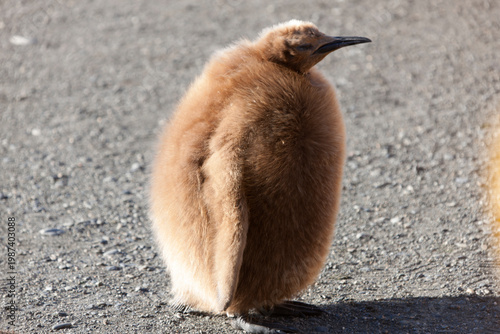South Georgia king penguin chick on a cloudy winter day.