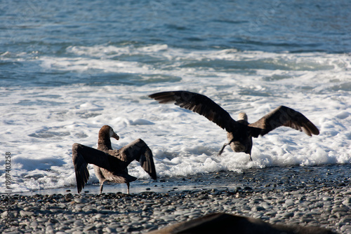 South Georgia skua on a cloudy winter day.