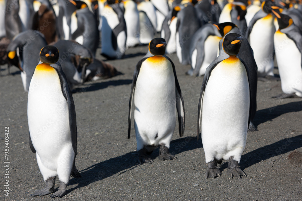 Obraz premium South Georgia king penguin on a cloudy winter day.