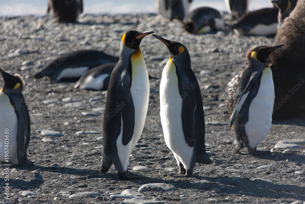 Fototapeta premium South Georgia king penguin on a cloudy winter day.