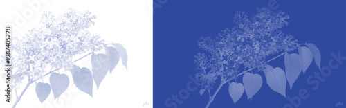 Cyanotype lilac flower botanical vector, vintage blueprint floral branch illustration, blue and white garden plant silhouettes for wedding stationery