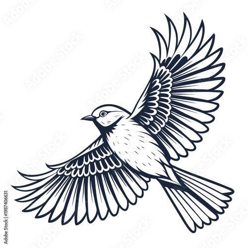 Photos Black and white bird flying wings spread