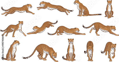 Canvas Print Cheetah Pose Collection Set with Running, Sitting, Crouching, and Walking Positi