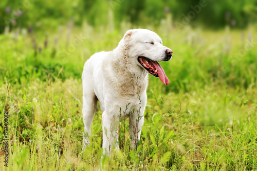 adorable White Central Asian Shepherd dog portrait outdoors in nature