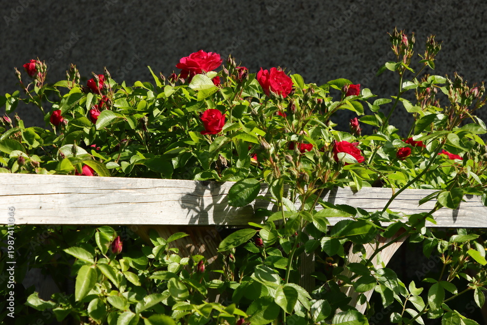 Naklejka premium Rote Kletterrose auf Kantholz