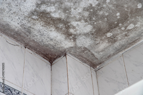 Black mold growth on unhygienic ceiling corner. Interior home wall with condensation issue.