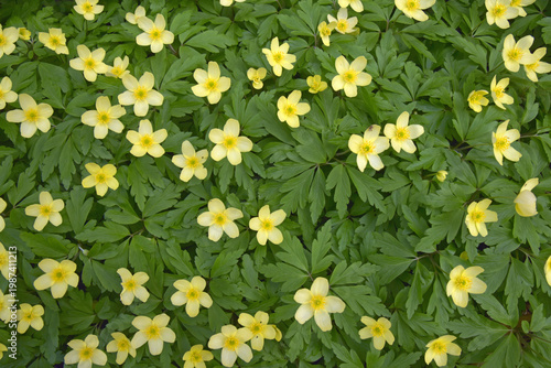 Bastard-Windröschen