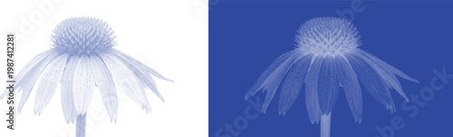 Cyanotype echinacea flower vector, vintage blueprint botanical illustration, blue and white coneflower herb sketch, floral nature design elements