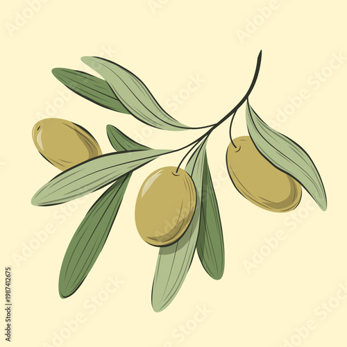 Olive branch with berries. Vector illustration.
