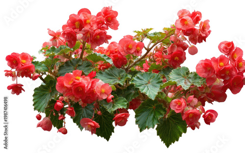 Vibrant red begonias in full bloom with lush green foliage against a transparent backdrop