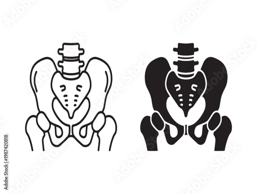 Anatomical illustration of the human pelvis male and female skeletal structures