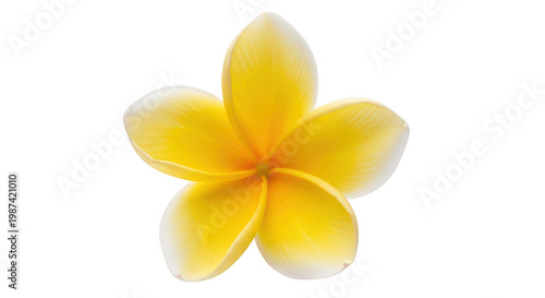 Single yellow frangipani flower plumeria alba, delicate petals, tropical bloom, exotic beauty, symbol of peace and purity, isolated on checkered background.
