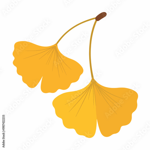 Elegant golden ginkgo biloba leaves vector illustration isolated on a light background. Minimal, stylized botanical design with smooth gradients and delicate vein details. Ideal for autumn themes, nat