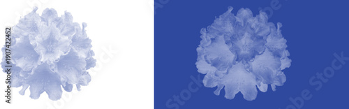 Hydrangea Flower Head in Cyanotype Blue Monochrome for Classic Floral Botanical Illustration