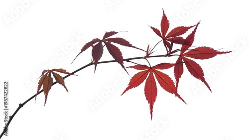 Red japanese maple leaves on a thin branch against a white background acer palmatum red leaves autumn leaves