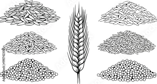 Grain vector illustration of various seeds and wheat in black and white