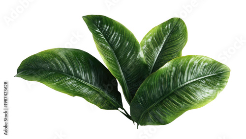 A cluster of large, glossy, deep-green leaves on a black background