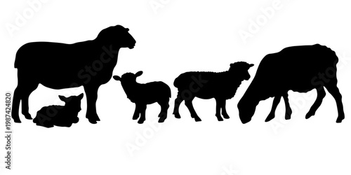 Collection of sheep silhouettes in different poses including lamb. Farm animal vector set isolated on white background. Perfect for agriculture, rural design, logos, icons and clipart.