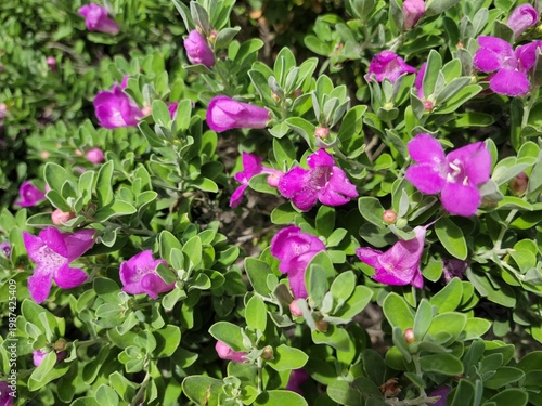 Bright pink blooms of Leucophyllum frutescens also known as Texas Sage or Texas Rangers Shrub in Arizona springtime, natural background