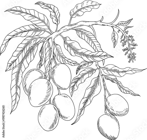 Mangoes hanging from a branch with leaves detailed vector illustration