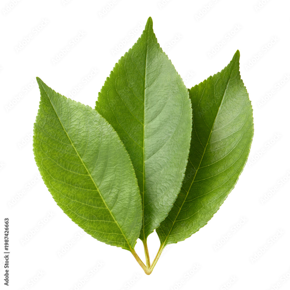 Obraz premium Fresh green leaves with visible veins and natural texture, isolated on cutout transparent background